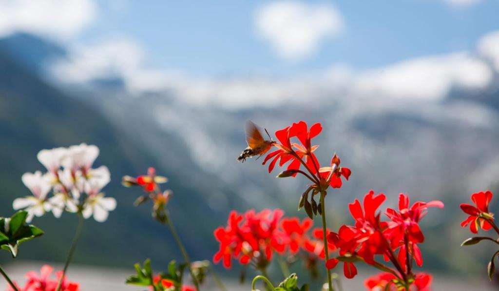 Artemis Easy Stay Self Check In-Out Saas Fee 객실 사진